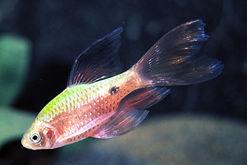 * Longfin Rosy Barb *LOCAL ONLY, NO OUT OF STATE SHIPPING