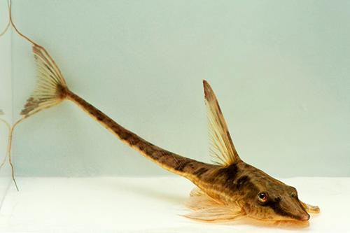 * Royal Farlowella Catfish *LOCAL ONLY, NO OUT OF STATE SHIPPING