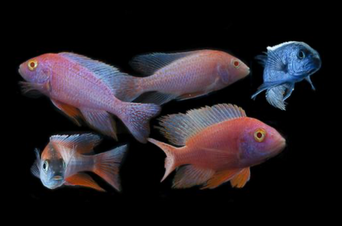 * Assorted Peacock Cichlid *LOCAL ONLY, NO OUT OF STATE SHIPPING