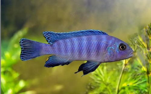 * Cobalt Blue Cichlid *LOCAL ONLY, NO OUT OF STATE SHIPPING