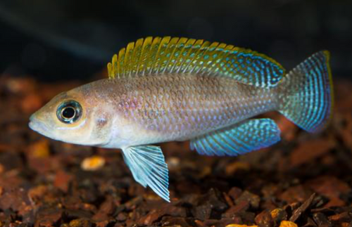 * Caudopuctatus Red Fin *LOCAL ONLY, NO OUT OF STATE SHIPPING