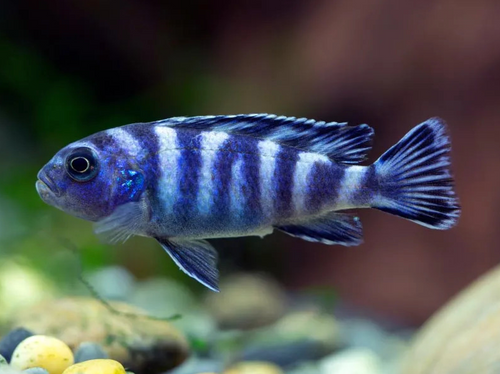 *Demasoni Cichlid *LOCAL ONLY, NO OUT OF STATE SHIPPING