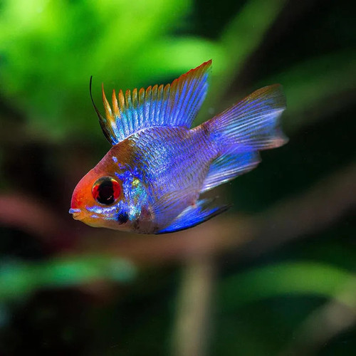 * Electric Blue Balloon Ram *LOCAL ONLY, NO OUT OF STATE SHIPPING