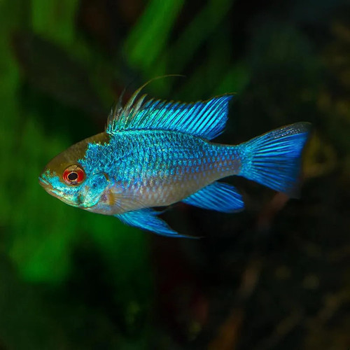 * Electric Blue Ram *LOCAL ONLY, NO OUT OF STATE SHIPPING