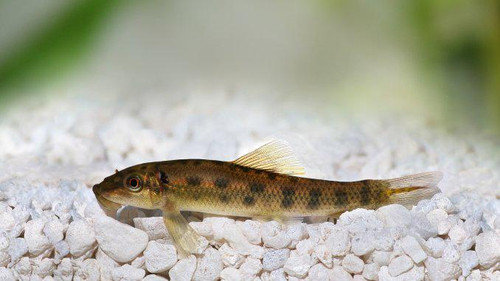 * Chinese Algae Eater *LOCAL ONLY, NO OUT OF STATE SHIPPING