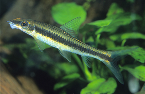 * Siamese Algae Eater *LOCAL ONLY, NO OUT OF STATE SHIPPING