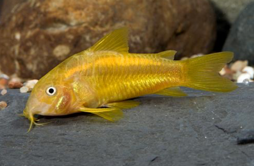* Orange Laser Cory *LOCAL ONLY, NO OUT OF STATE SHIPPING