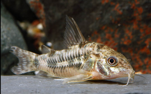 * Paleatus Cory *LOCAL ONLY, NO OUT OF STATE SHIPPING