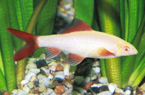 * Albino Rainbow Shark *LOCAL ONLY, NO OUT OF STATE SHIPPING