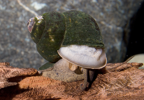 * Japanese Trapdoor Snail *LOCAL ONLY, NO OUT OF STATE SHIPPING