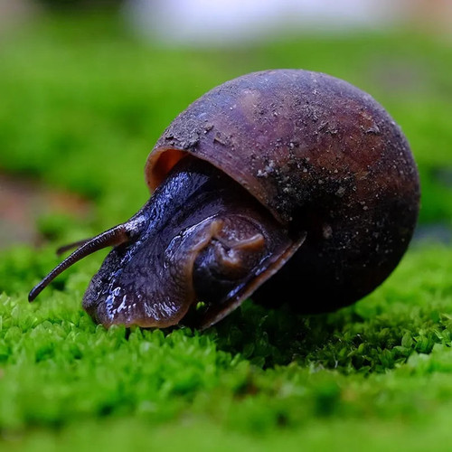 * Black Mystery Snails *LOCAL ONLY, NO OUT OF STATE SHIPPING