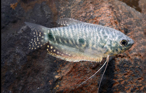 * Blue Gourami *LOCAL ONLY, NO OUT OF STATE SHIPPING