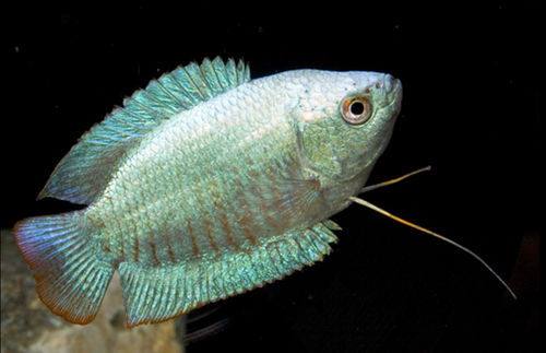 * Powder Blue Dwarf Gourami *LOCAL ONLY, NO OUT OF STATE SHIPPING