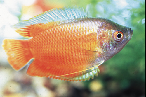 * Red Flame Dwarf Gourami *LOCAL ONLY, NO OUT OF STATE SHIPPING