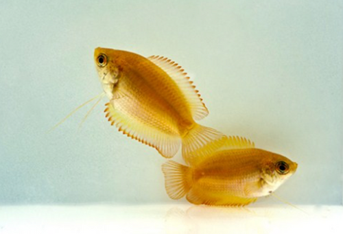 * Gold Gourami *LOCAL ONLY, NO OUT OF STATE SHIPPING