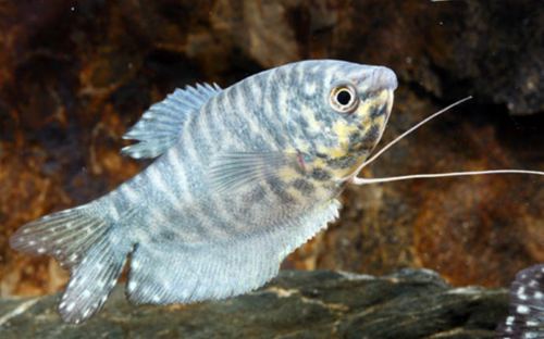 * Opaline Gourami *LOCAL ONLY, NO OUT OF STATE SHIPPING