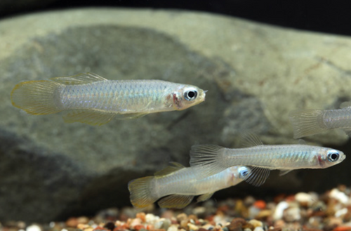 * Norman's Lamprey Killi *LOCAL ONLY, NO OUT OF STATE SHIPPING