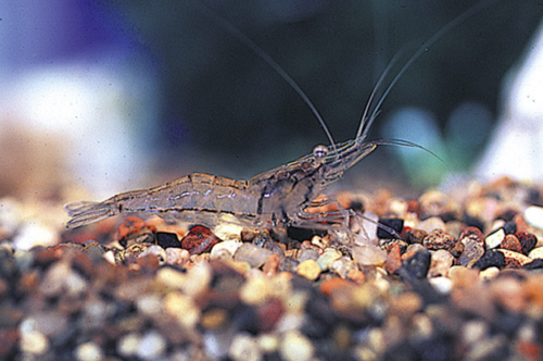 Feeder Ghost Shrimp *LOCAL ONLY, NO OUT OF STATE SHIPPING