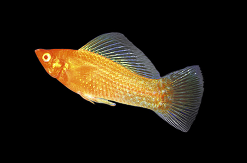 * Gold Sailfin Molly *LOCAL ONLY, NO OUT OF STATE SHIPPING