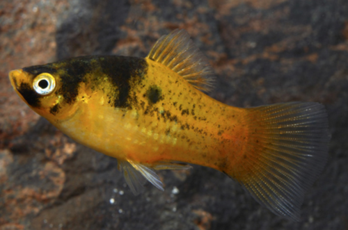 * Bumblebee Platy *LOCAL ONLY, NO OUT OF STATE SHIPPING