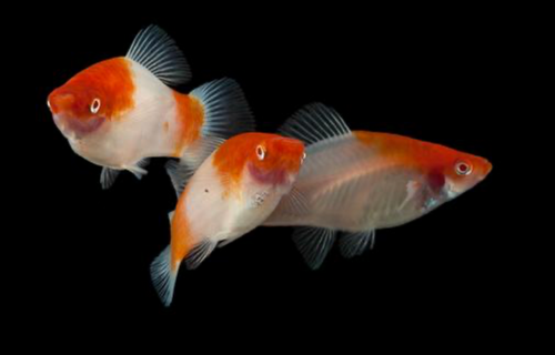 * Red & White Kokaku *LOCAL ONLY, NO OUT OF STATE SHIPPING