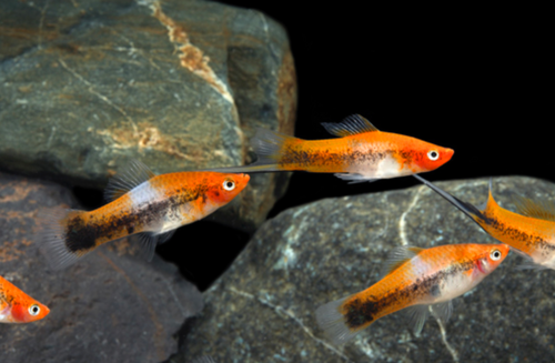 * Snake Tricolor Swordtail *LOCAL ONLY, NO OUT OF STATE SHIPPING