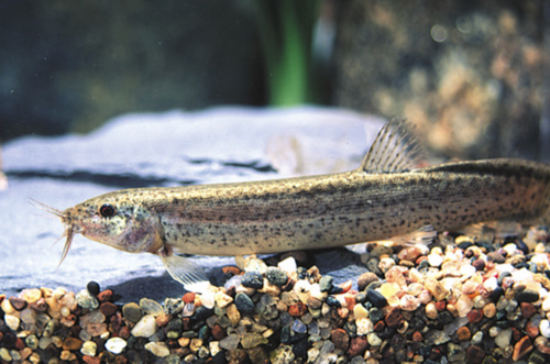 * Dojo Loach *LOCAL ONLY, NO OUT OF STATE SHIPPING