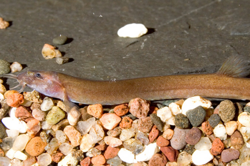 * Black Khuli Loach *LOCAL ONLY, NO OUT OF STATE SHIPPING