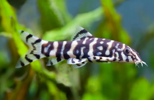 * Yo Yo Loach *LOCAL ONLY, NO OUT OF STATE SHIPPING