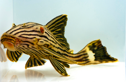 * L-190 Royal Pleco *LOCAL ONLY, NO OUT OF STATE SHIPPING