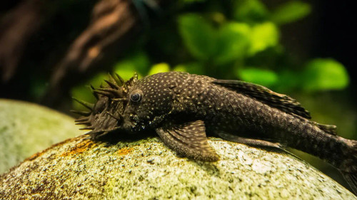 * L-144 Bushynose Pleco *LOCAL ONLY, NO OUT OF STATE SHIPPING