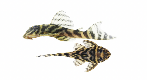 * L-129 Zebra Pleco *LOCAL ONLY, NO OUT OF STATE SHIPPING