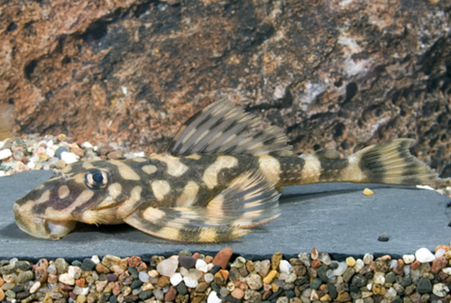 * L-52 Butterfly Pleco *LOCAL ONLY, NO OUT OF STATE SHIPPING
