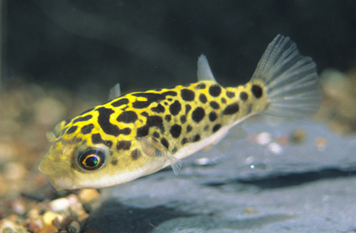 * Green Spotted Puffer *LOCAL ONLY, NO OUT OF STATE SHIPPING