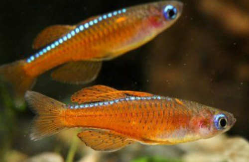 * Blue Eye Luminatus *LOCAL ONLY, NO OUT OF STATE SHIPPING