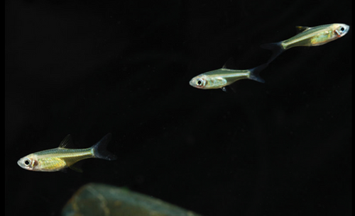 * Green Kubotai Rasbora *LOCAL ONLY, NO OUT OF STATE SHIPPING