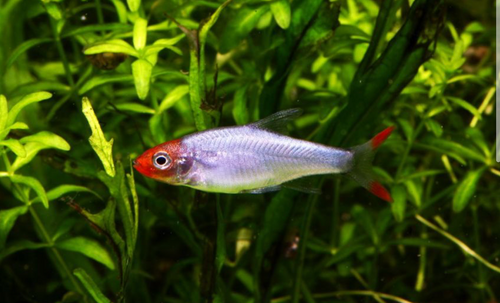 * Rummynose Rasbora *LOCAL ONLY, NO OUT OF STATE SHIPPING