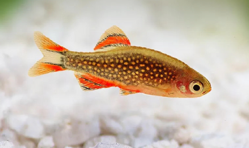 * Galaxy Rasbora *LOCAL ONLY, NO OUT OF STATE SHIPPING