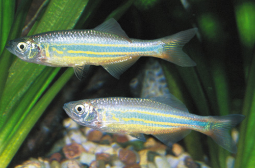 * Giant Danio *LOCAL ONLY, NO OUT OF STATE SHIPPING