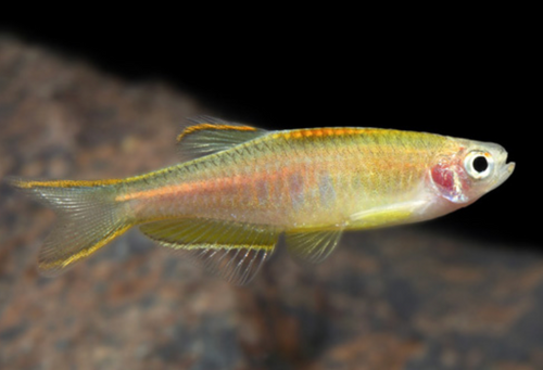 * Glowlight Danio *LOCAL ONLY, NO OUT OF STATE SHIPPING
