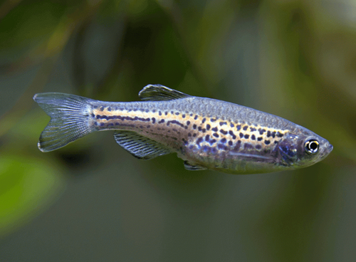 * Leopard Danio *LOCAL ONLY, NO OUT OF STATE SHIPPING