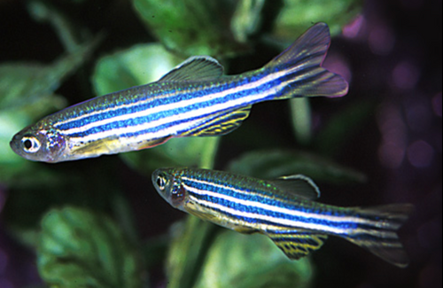 * Zebra Danio *LOCAL ONLY, NO OUT OF STATE SHIPPING