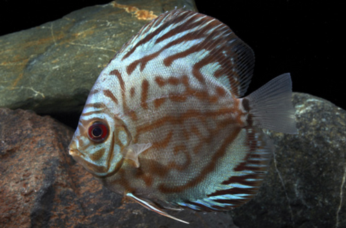 * Red Turquoise Discus *LOCAL ONLY, NO OUT OF STATE SHIPPING