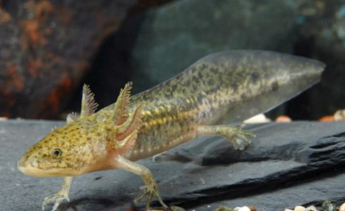 * Axolotl *LOCAL ONLY, NO OUT OF STATE SHIPPING