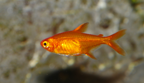 * Amanda Ember Tetra *LOCAL ONLY, NO OUT OF STATE SHIPPING