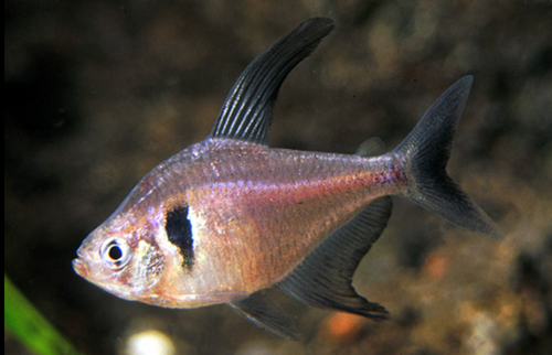 * Black Phantom Tetra *LOCAL ONLY, NO OUT OF STATE SHIPPING