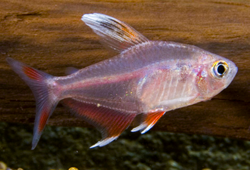 * Candy Cane Tetra *LOCAL ONLY, NO OUT OF STATE SHIPPING
