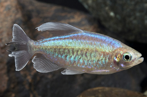 * Congo Tetra *LOCAL ONLY, NO OUT OF STATE SHIPPING