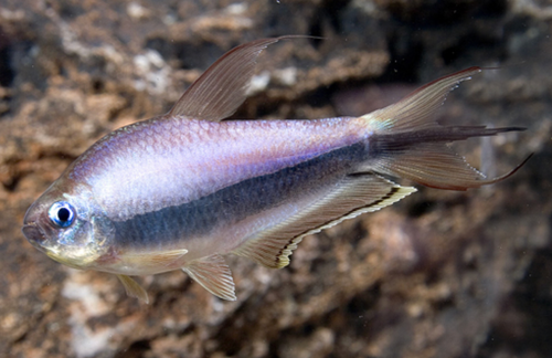 * Emperor Tetra *LOCAL ONLY, NO OUT OF STATE SHIPPING