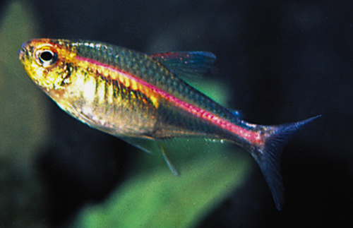 * Glowlite Tetra *LOCAL ONLY, NO OUT OF STATE SHIPPING